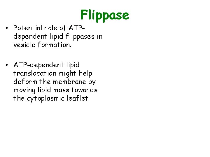 Flippase • Potential role of ATPdependent lipid flippases in vesicle formation. • ATP-dependent lipid