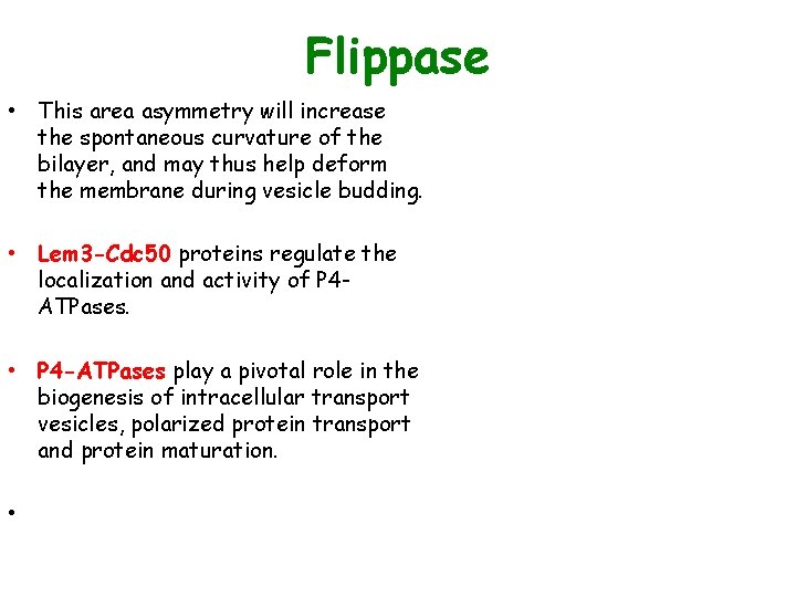 Flippase • This area asymmetry will increase the spontaneous curvature of the bilayer, and