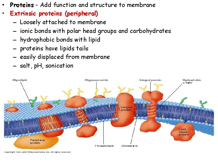  • Proteins - Add function and structure to membrane • Extrinsic proteins (peripheral)