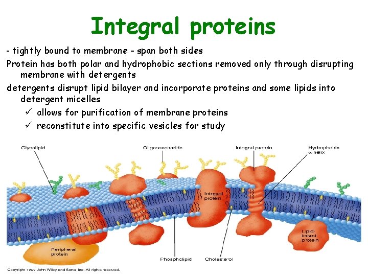 Integral proteins - tightly bound to membrane - span both sides Protein has both