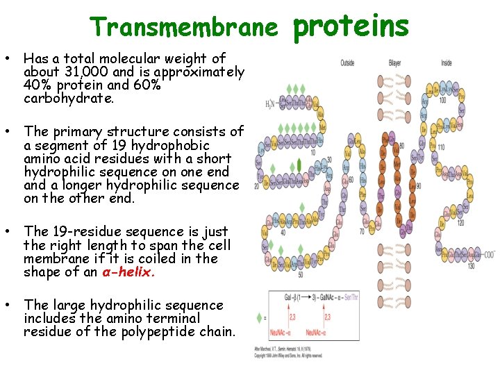 Transmembrane • Has a total molecular weight of about 31, 000 and is approximately