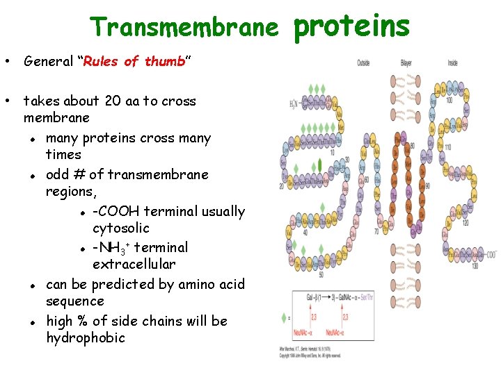 Transmembrane • General “Rules of thumb” • takes about 20 aa to cross membrane