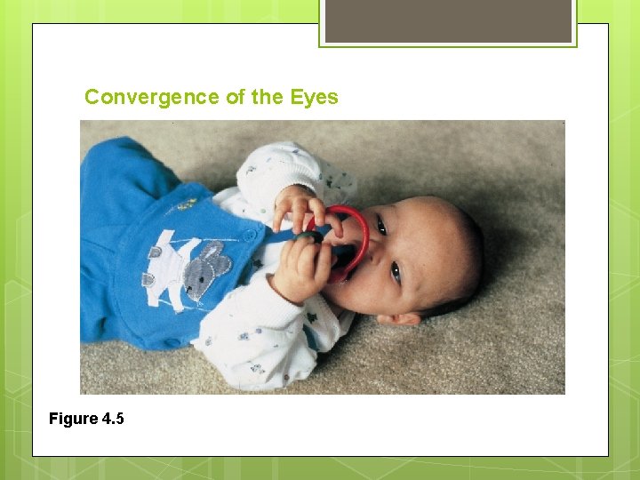 Convergence of the Eyes Figure 4. 5 