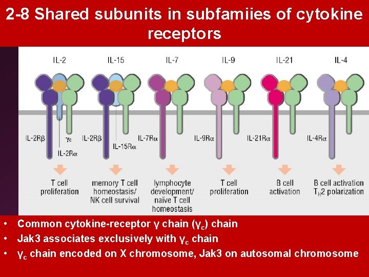 2 -8 Shared subunits in subfamiies of cytokine receptors • Common cytokine-receptor γ chain