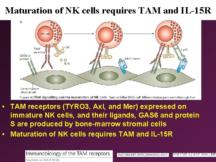 Maturation of NK cells requires TAM and IL-15 R • TAM receptors (TYRO 3,