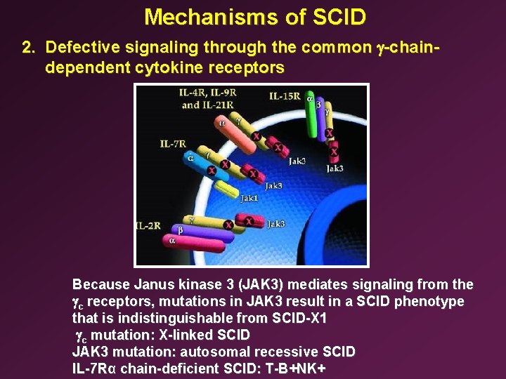 Mechanisms of SCID 2. Defective signaling through the common g-chaindependent cytokine receptors Because Janus