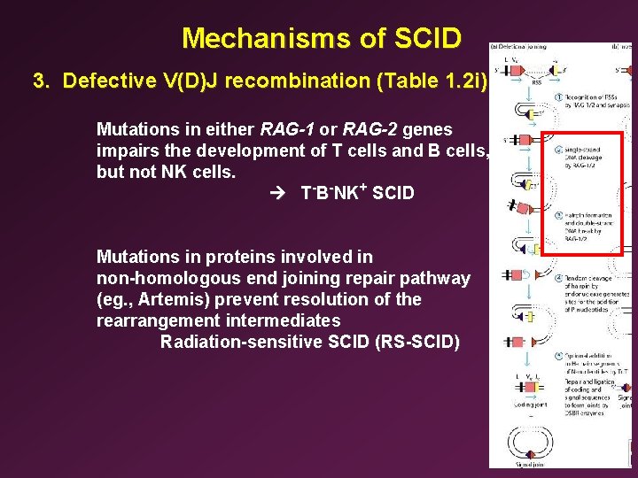 Mechanisms of SCID 3. Defective V(D)J recombination (Table 1. 2 i) Mutations in either