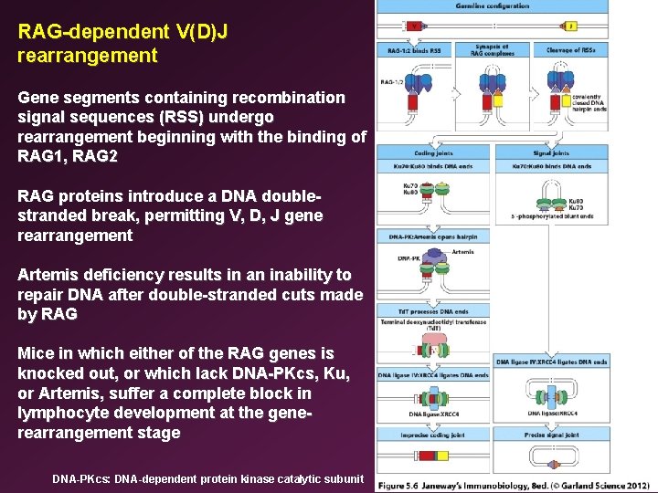 RAG-dependent V(D)J rearrangement Gene segments containing recombination signal sequences (RSS) undergo rearrangement beginning with