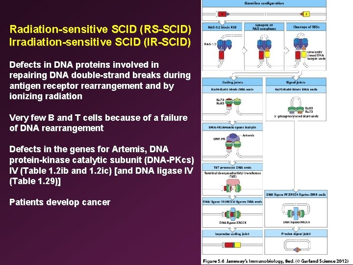 Radiation-sensitive SCID (RS-SCID) Irradiation-sensitive SCID (IR-SCID) Defects in DNA proteins involved in repairing DNA