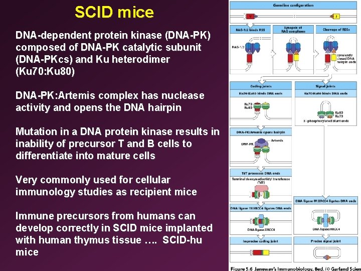 SCID mice DNA-dependent protein kinase (DNA-PK) composed of DNA-PK catalytic subunit (DNA-PKcs) and Ku