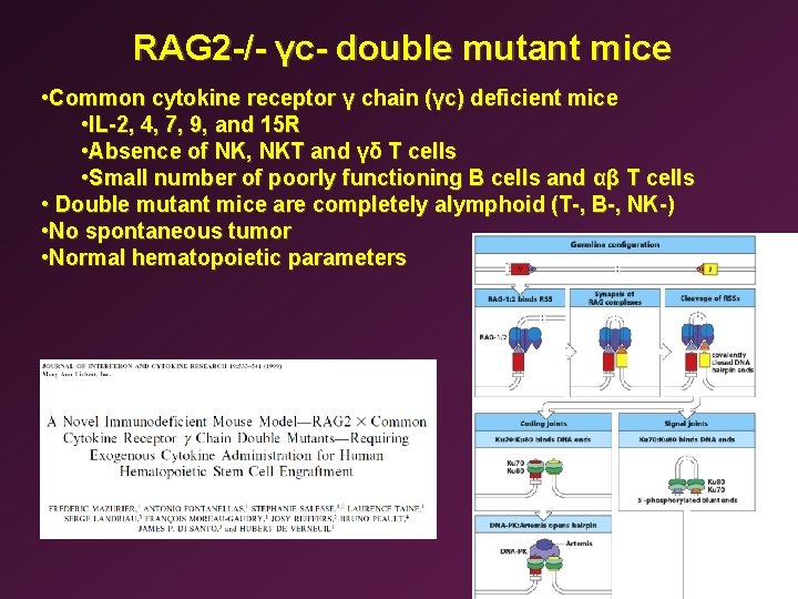 RAG 2 -/- γc- double mutant mice • Common cytokine receptor γ chain (γc)
