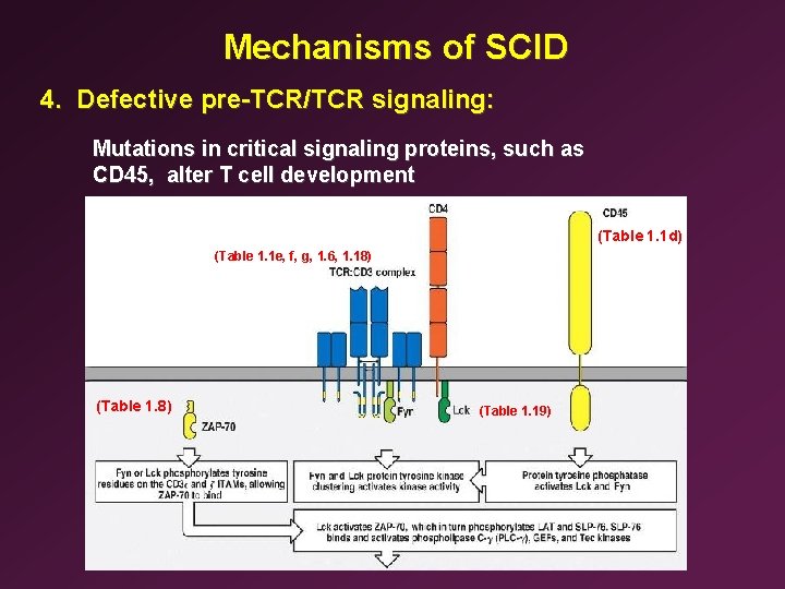 Mechanisms of SCID 4. Defective pre-TCR/TCR signaling: Mutations in critical signaling proteins, such as