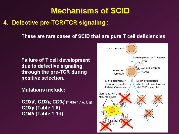 Mechanisms of SCID 4. Defective pre-TCR/TCR signaling : These are rare cases of SCID