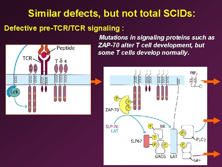 Similar defects, but not total SCIDs: Defective pre-TCR/TCR signaling : Mutations in signaling proteins