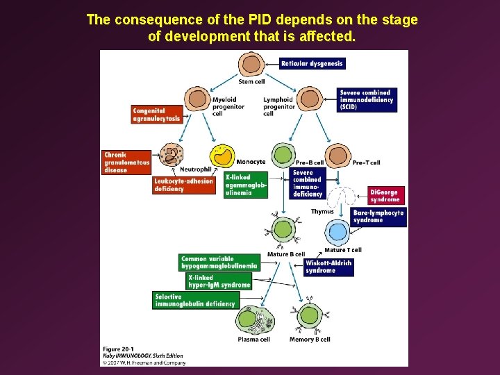 The consequence of the PID depends on the stage of development that is affected.