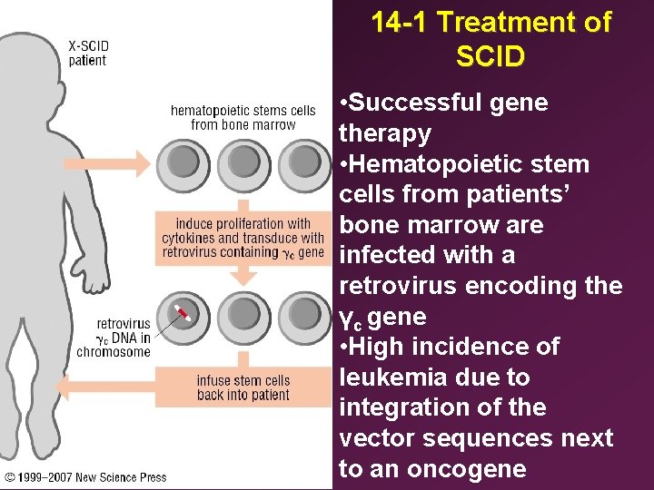 14 -1 Treatment of SCID • Successful gene therapy • Hematopoietic stem cells from
