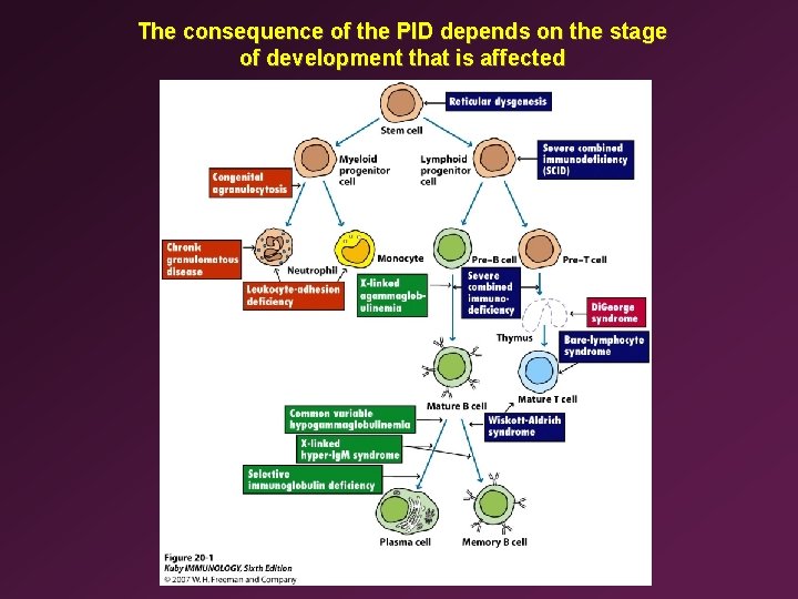 The consequence of the PID depends on the stage of development that is affected