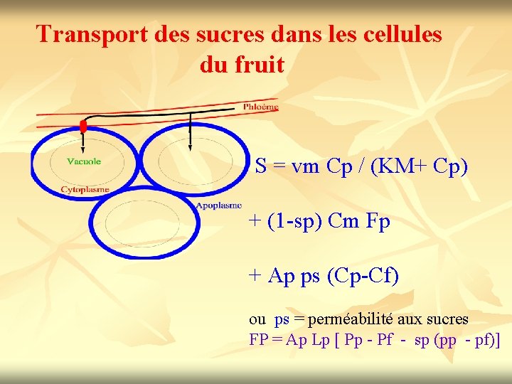 Transport des sucres dans les cellules du fruit S = vm Cp / (KM+