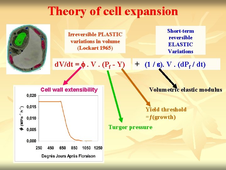 Theory of cell expansion Short-term reversible ELASTIC Variations Irreversible PLASTIC variations in volume (Lockart