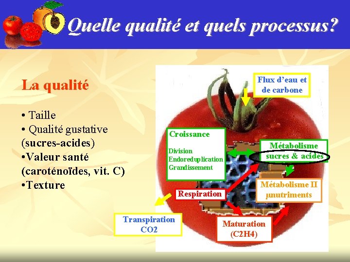 Quelle qualité et quels processus? Flux d’eau et de carbone La qualité • Taille