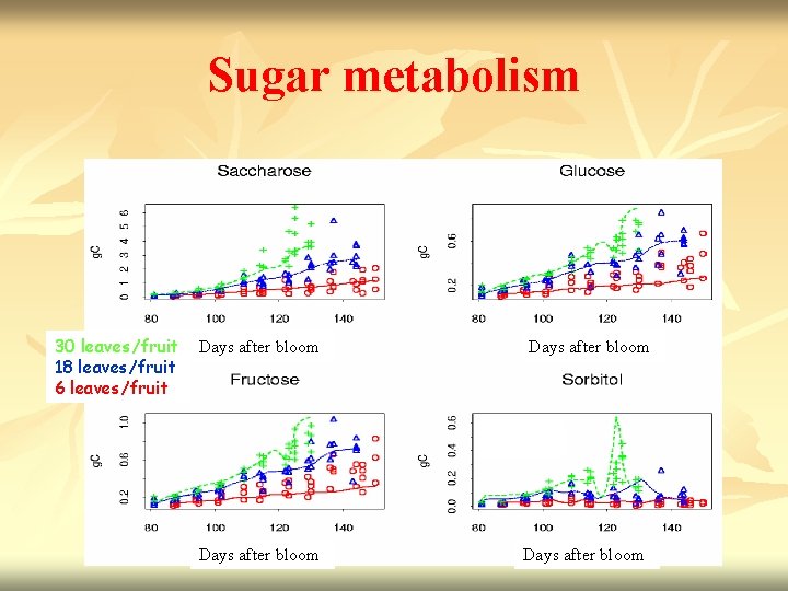 Sugar metabolism 30 leaves/fruit 18 leaves/fruit 6 leaves/fruit Days after bloom 