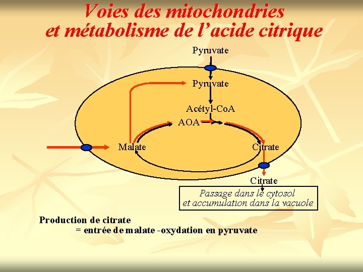 Voies des mitochondries et métabolisme de l’acide citrique Pyruvate Acétyl-Co. A AOA Malate Citrate