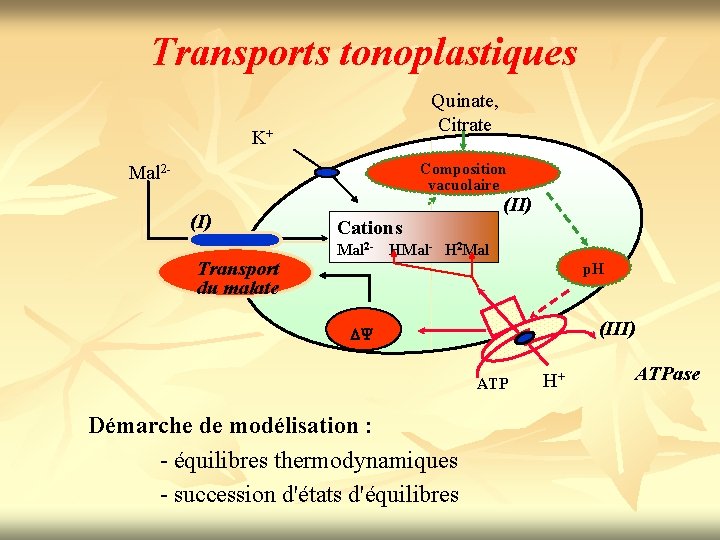 Transports tonoplastiques Quinate, Citrate K+ Composition vacuolaire Mal 2(I) Transport du malate (II) Cations
