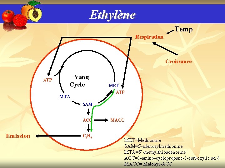Ethylène Temp Respiration Croissance ATP Yang Cycle MET ATP MTA SAM ACC Emission C