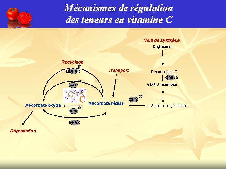 Mécanismes de régulation des teneurs en vitamine C Voie de synthèse D-glucose Recyclage MDHAR