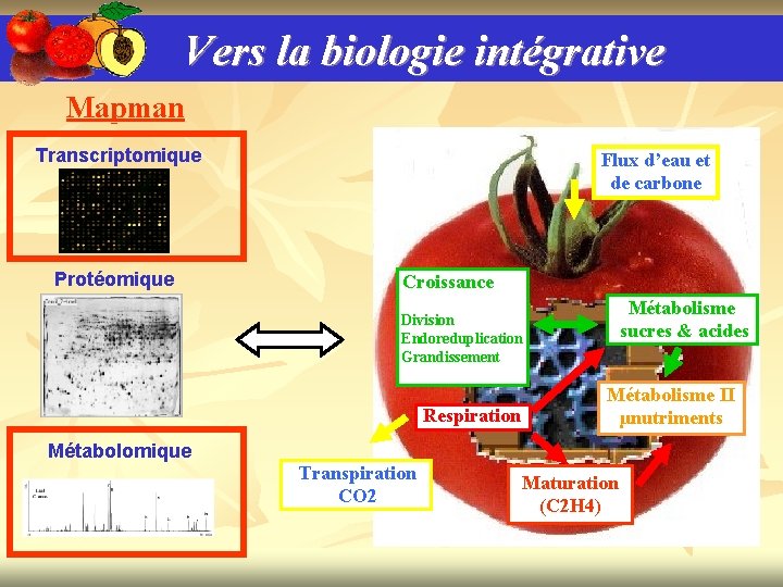 Vers la biologie intégrative Mapman Transcriptomique Protéomique Flux d’eau et de carbone Croissance Métabolisme