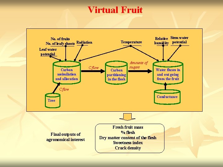 Virtual Fruit No. of fruits No. of leafy shoots Radiation Temperature Relative Stem water