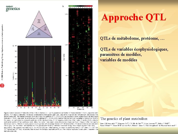 Approche QTLs de métabolome, protéome, … QTLs de variables écophysiologiques, paramètres de modèles, variables