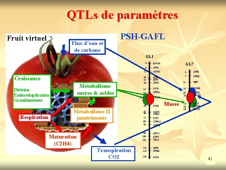 QTLs de paramètres Fruit virtuel Flux d’eau et de carbone PSH-GAFL GL 1 Croissance