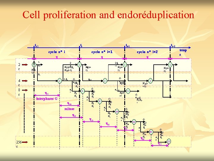 Cell proliferation and endoréduplication ti-1 ti ti+1 cycle n° i t 2 c 4