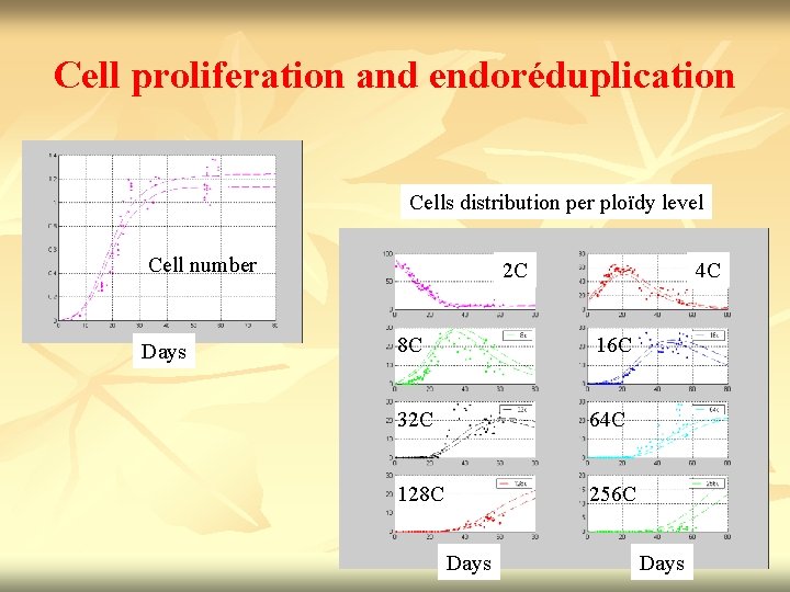 Cell proliferation and endoréduplication Cells distribution per ploïdy level Cell number Days 2 C