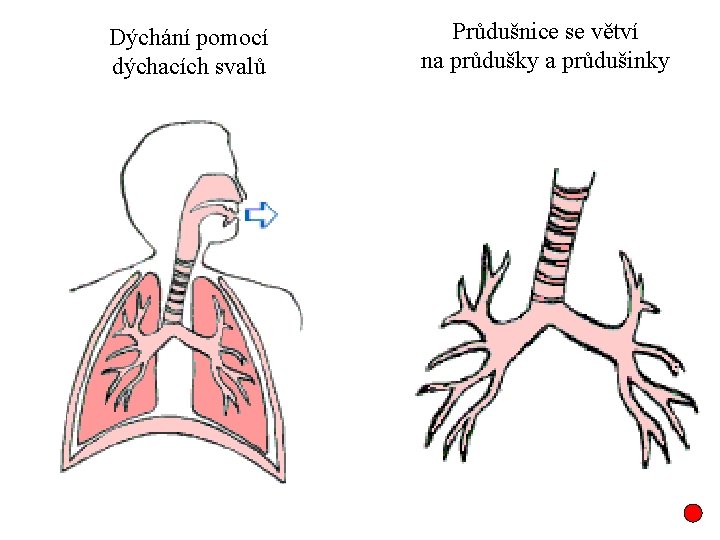 Dýchání pomocí dýchacích svalů Průdušnice se větví na průdušky a průdušinky 