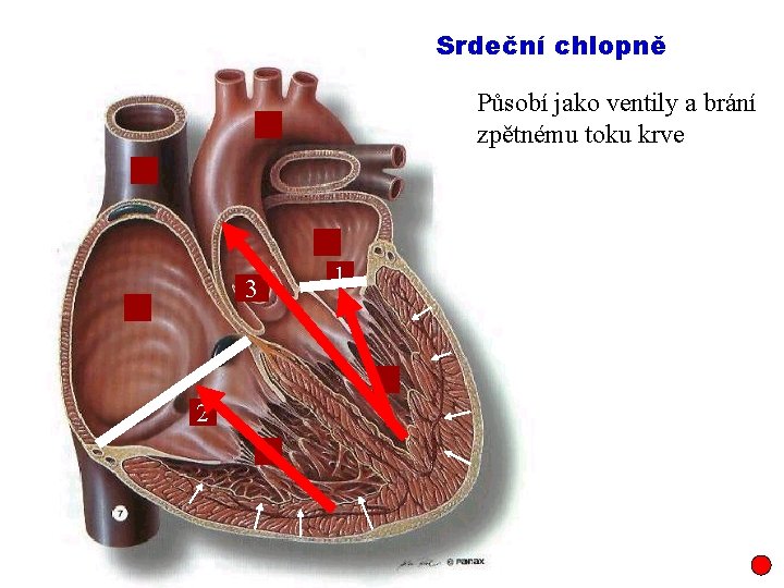 Srdeční chlopně Působí jako ventily a brání zpětnému toku krve 3 2 1 
