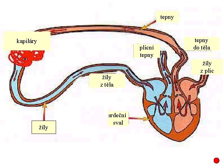 tepny kapiláry plicní tepny žíly z těla žíly srdeční sval tepny do těla žíly