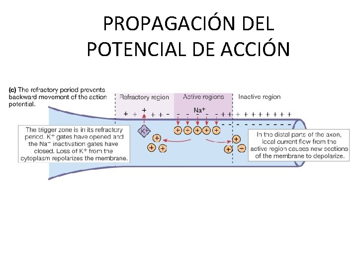 PROPAGACIÓN DEL POTENCIAL DE ACCIÓN 