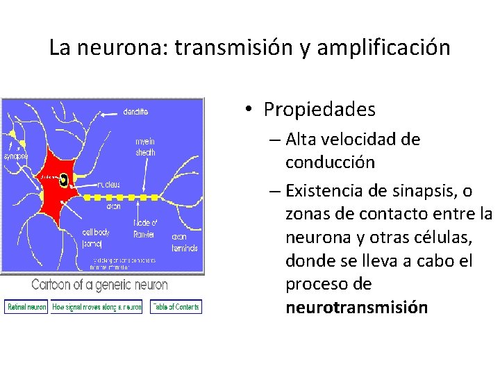 La neurona: transmisión y amplificación • Propiedades – Alta velocidad de conducción – Existencia