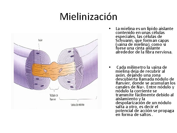 Mielinización • La mielina es un lípido aislante contenido en unas células especiales, las