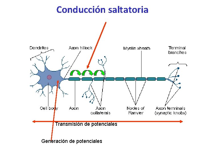 Conducción saltatoria Transmisión de potenciales Generación de potenciales 