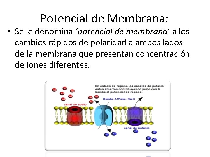 Potencial de Membrana: • Se le denomina ‘potencial de membrana’ membrana a los cambios