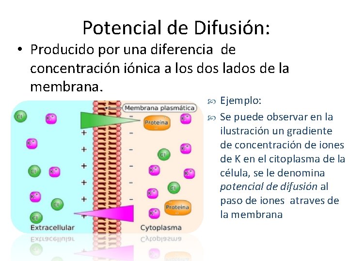 Potencial de Difusión: • Producido por una diferencia de concentración iónica a los dos