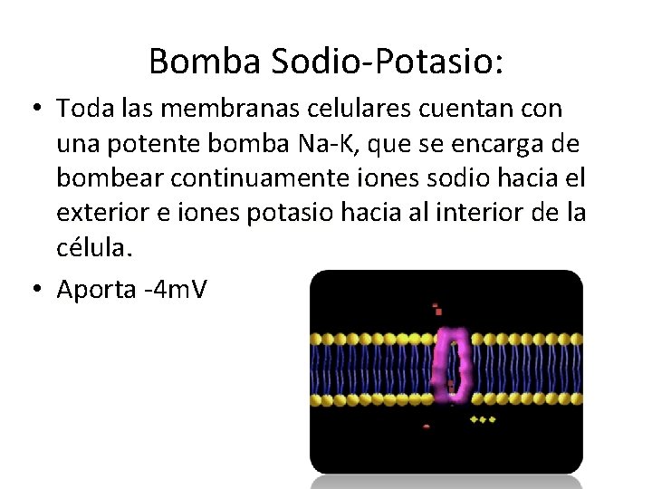 Bomba Sodio-Potasio: • Toda las membranas celulares cuentan con una potente bomba Na-K, que