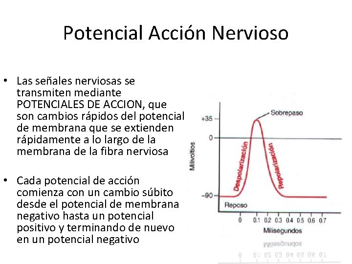 Potencial Acción Nervioso • Las señales nerviosas se transmiten mediante POTENCIALES DE ACCION, que