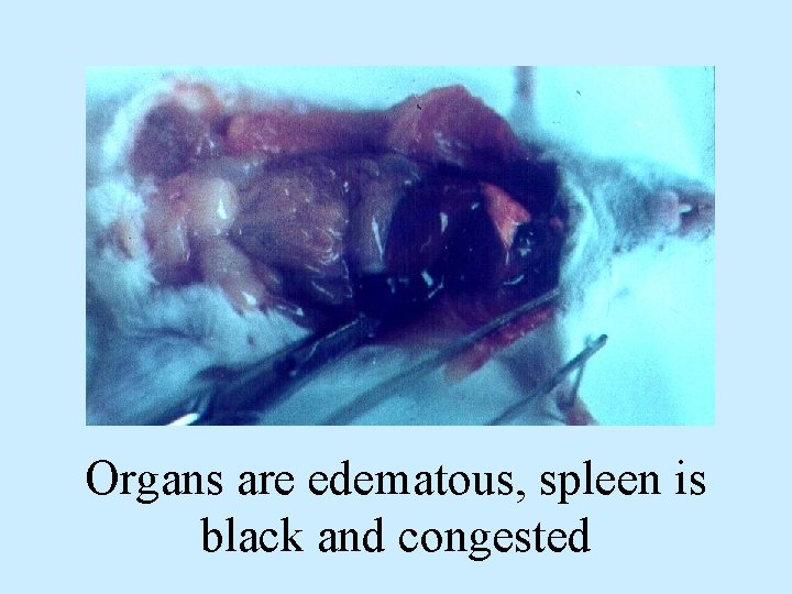 Organs are edematous, spleen is black and congested 