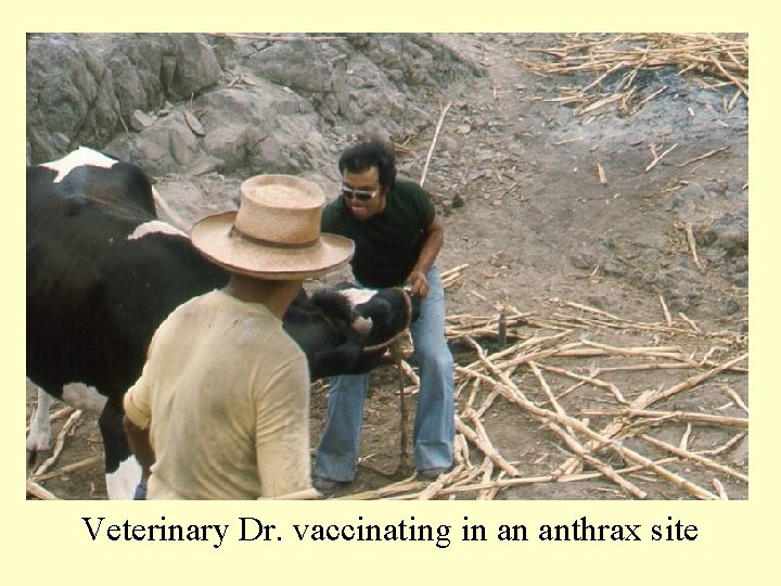 Veterinary Dr. vaccinating in an anthrax site 