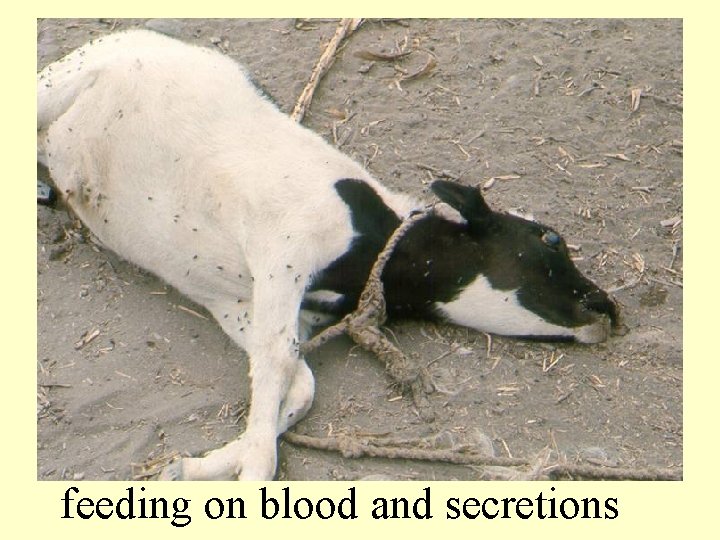 An anthrax death. Notice flies feeding on blood and secretions 