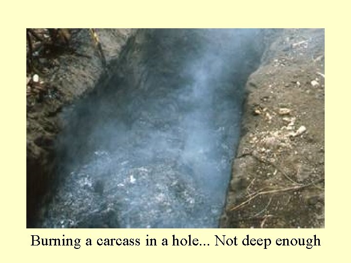 Burning a carcass in a hole. . . Not deep enough 